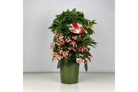 Ardisia crenata bos premium pink roze bes 4