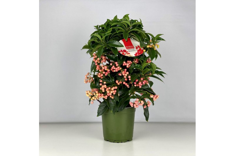 Ardisia crenata bos premium pink roze bes 4 