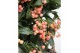 Ardisia crenata bos premium pink roze bes 4 