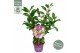 Camellia japonica 1001 summer nights premium 