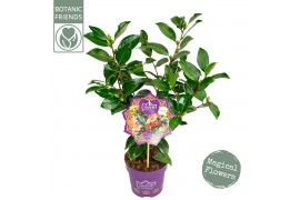 Camellia japonica 1001 summer nights premium