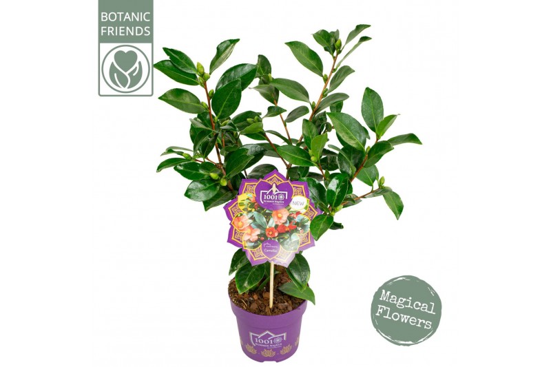 Camellia japonica 1001 summer nights premium 