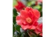 Camellia japonica 1001 summer nights premium 