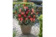 Camellia japonica 1001 summer nights premium 