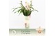 Cymbidium Little Stef - 4 tak - Exclusiva Orchidea Potcover 