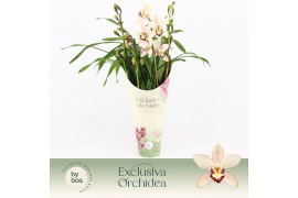Cymbidium Little Stef - 4 tak - Exclusiva Orchidea Potcover