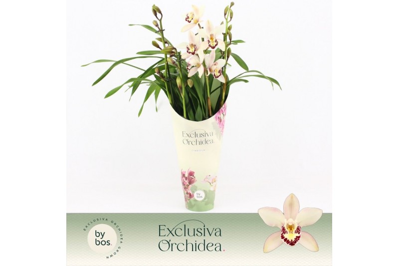 Cymbidium Little Stef - 4 tak - Exclusiva Orchidea Potcover Cymbidium Little Stef - 4 tak - Exclusiva Orchidea Potcover