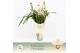 Cymbidium Little Stef - 5 tak - Exclusiva Orchidea Potcover 