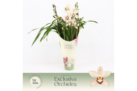 Cymbidium Little Stef - 5 tak - Exclusiva Orchidea Potcover