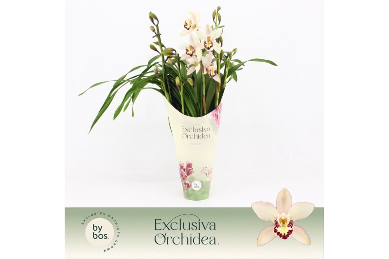 Cymbidium Little Stef - 5 tak - Exclusiva Orchidea Potcover Cymbidium Little Stef - 5 tak - Exclusiva Orchidea Potcover