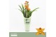 Cymbidium Orange Shining - 1 tak - Orchid Collection Potcover 