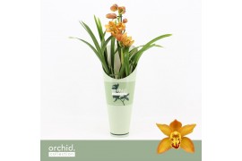 Cymbidium Orange Shining - 1 tak - Orchid Collection Potcover