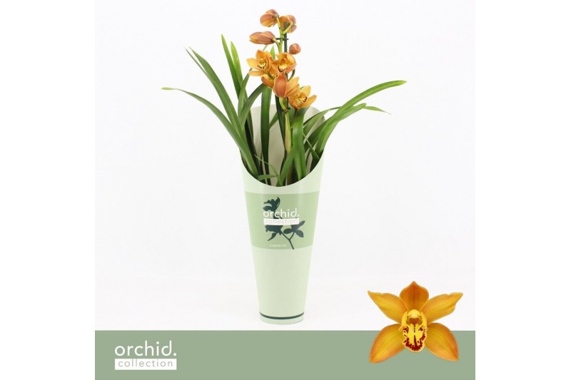 Cymbidium Orange Shining - 1 tak - Orchid Collection Potcover Cymbidium Orange Shining - 1 tak - Orchid Collection Potcover