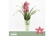 Cymbidium Pearl Flor - 1 tak - Orchid Collection Potcover 