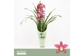 Cymbidium Pearl Flor - 1 tak - Orchid Collection Potcover