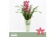 Cymbidium Pearl Flor - 2 tak - Orchid Collection Potcover 