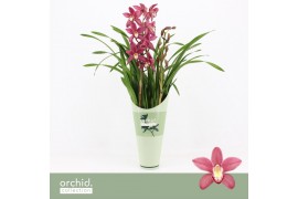 Cymbidium Pearl Flor - 2 tak - Orchid Collection Potcover