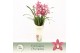 Cymbidium Pearl Flor - 3 tak - Exclusiva Orchidea Potcover 