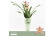 Cymbidium Cymbidium, Pink Summer 1-spike Orchid Collection Potcover 1  