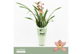Cymbidium Cymbidium, Pink Summer 1-spike Orchid Collection Potcover 1 