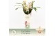 Cymbidium Cymbidium, Little Stef 4-spike P14 Exclusiva Orchidea Potcov 