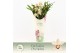 Cymbidium Cymbidium, Little Stef 7+ spike P14 Exclusiva Orchidea Potco 