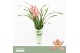 Cymbidium Pink Summer - 2 tak - Orchid Collection Potcover 