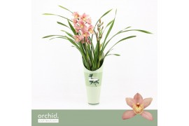 Cymbidium Pink Summer - 2 tak - Orchid Collection Potcover