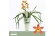 Cymbidium Wilhelmina - 1 tak - Orchid Collection Potcover 