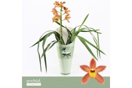 Cymbidium Wilhelmina - 1 tak - Orchid Collection Potcover