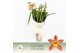 Cymbidium Wilhelmina - 4 tak - Exclusiva Orchidea Potcover 