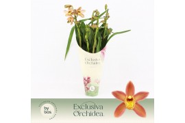 Cymbidium Wilhelmina - 4 tak - Exclusiva Orchidea Potcover
