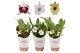 Orchidee 1 tak 9cm 