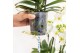 Phalaenopsis elegant cascade Kolibri Orchids Mono - 6 tak Niagara Fall 