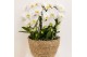 Phalaenopsis elegant cascade Kolibri Orchids Mono - 6 tak Niagara Fall 