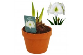 Hippeastrum Denver - Terracotta pot