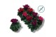 Cyclamen pers. super serie compact dark mix 