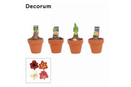 Hippeastrum Kolibri mix - 2 knop OP - Terracotta