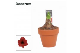 Hippeastrum Kolibri - Top Choice - 2 knop OP - Terracotta