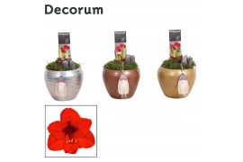 Hippeastrum Amaryllis Rood 2 Knop in Melanie KERST (Decorum)2 tak/plnt