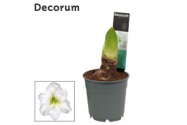 Hippeastrum Arctis White - 2 knop OP