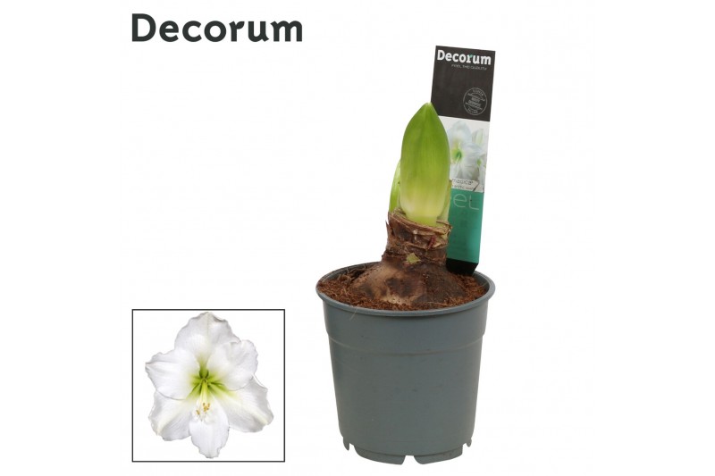 Hippeastrum Arctis White - 2 knop OP 