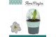 Hippeastrum Arctic White - 2 knop - Potkraag 
