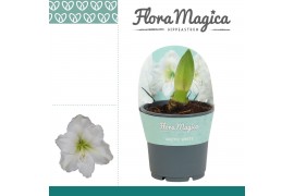 Hippeastrum Arctic White - 2 knop - Potkraag
