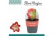 Hippeastrum Exotic Striped - 2 knop - Potkraag 