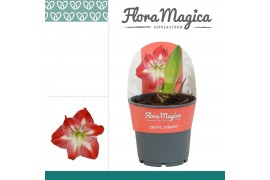 Hippeastrum Exotic Striped - 2 knop - Potkraag