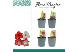 Hippeastrum Mix - 2 knop