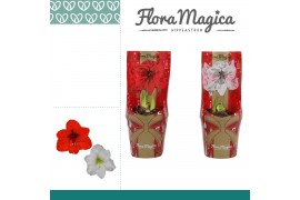 Hippeastrum Amaryllis Mix 2 Knop in FM Kersthoes 2 tak/plnt