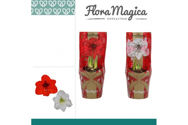 Hippeastrum Amaryllis Mix 2 Knop in FM Kersthoes 2 tak/plnt Hippeastrum Amaryllis Mix 2 Knop in FM Kersthoes 2 tak/plnt