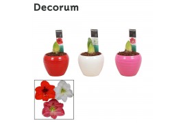 Hippeastrum Amaryllis Mix 2 Knop in Ompot Melanie (Decorum) 2 tak/plnt